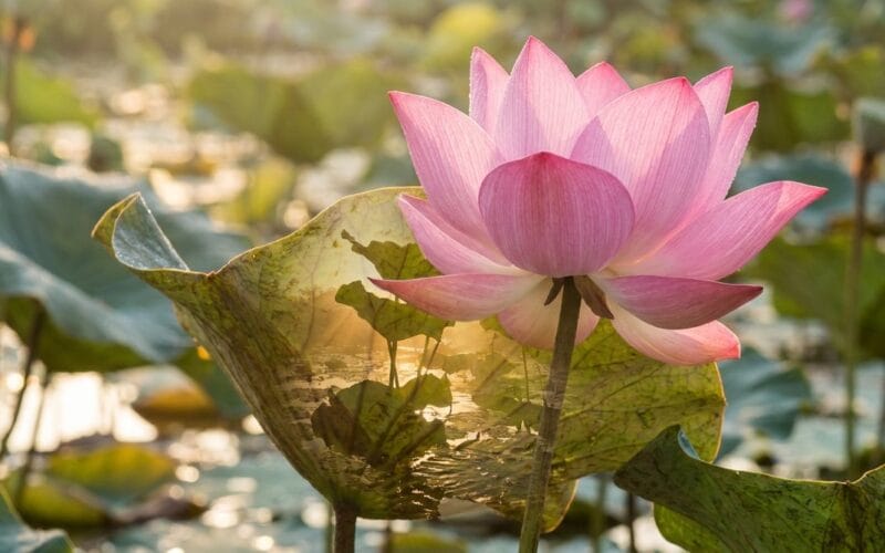 Tính Không (Sunyata) Có Phải Là Sự Trống Rỗng Vô Nghĩa?