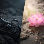 vị sư già và con bò cạp giữ bản tính lương thiện