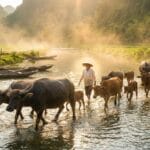 Kinh Trung Bộ 33 - Đại Kinh Người Chăn Bò: 11 Đức Tính Của Người Tu 18 đại kinh người chăn bò kinh trung bộ