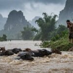Kinh Trung Bộ 34 - Tiểu Kinh Người Chăn Bò: Vượt Dòng Sông Sinh Tử 17 tiểu kinh người chăn bò kinh trung bộ